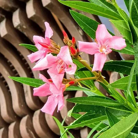 Varga Gardens بيت للعطل Balatonmáriafürdő